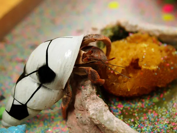 Hermit Crab Pet — Stock Photo, Image
