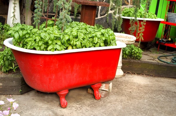 Basilico in una vasca da bagno rossa — Foto Stock