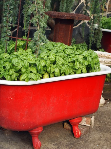 Basil Herb Container Garden — Stock Photo, Image