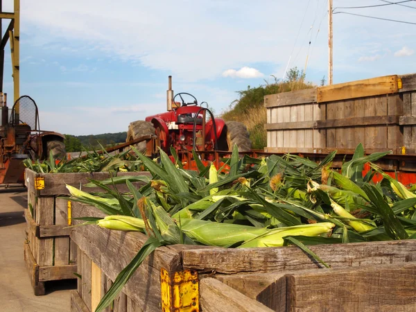 Corn And Farm Tractors — Stock Photo, Image