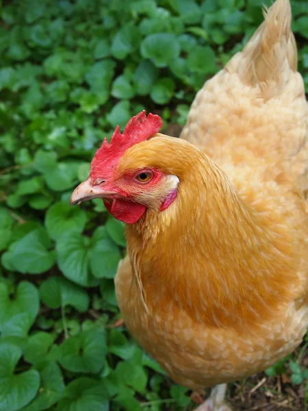 Chicken Strut Closeup Portrait — Stock Photo, Image