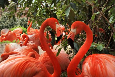 Flamingo aşk kalp