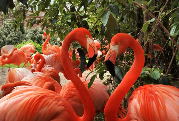 Flamingo kärlek hjärta Royaltyfria Stockfoton