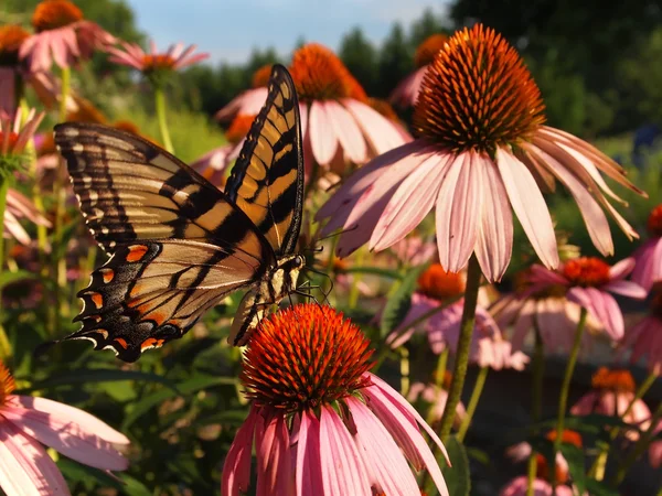 Swallowtail Butterfly on Echinacea — Stock Photo, Image