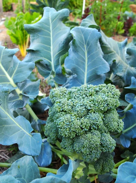 Broccoli In The Garden — Stock Photo, Image