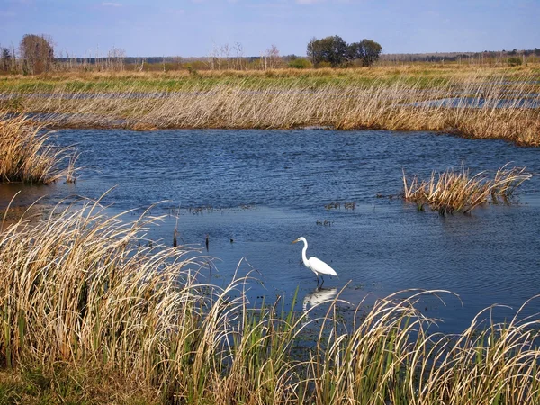 Great Egret In Marsh — Stock Photo, Image