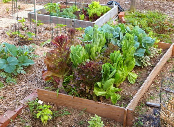 Fejes saláta, és zöld kert Stock Fotó