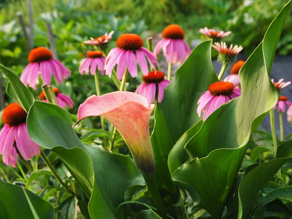 Calla lily ve coneflowers — Stok fotoğraf
