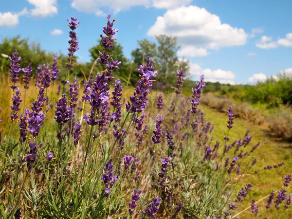 Lavendel im Feld — Stockfoto