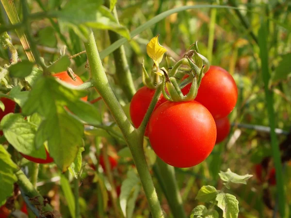 Cherry Tomatoes On Plant — Stock Photo, Image