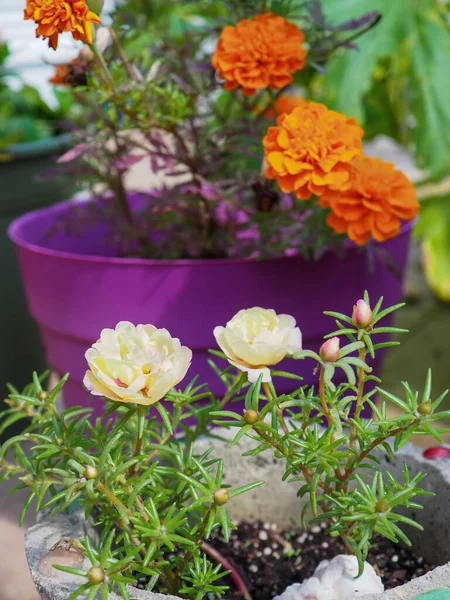 充满奶油色波图拉卡和生机勃勃的橙红色法式万寿菊花的花圃装饰着一个欢乐的花园 — 图库照片