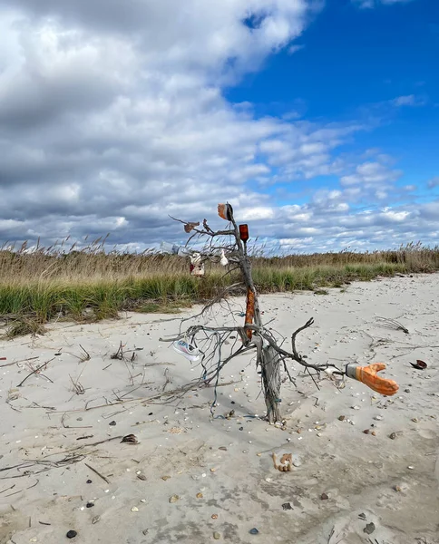 在空旷的海滩上 一棵枝条光秃秃的老树 装饰着一片片垃圾和垃圾 以及从周围地区收集的普通垃圾 — 图库照片