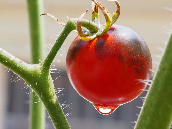 Midnight Snack Variety Cherry Tomato Hanging Healthy Tomato Plant Vine — Stock Photo, Image