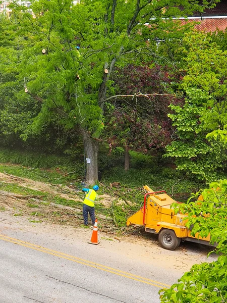 Utility Worker Trims Prunes Overgrown Tree City Street Spring Day — Stock Photo, Image