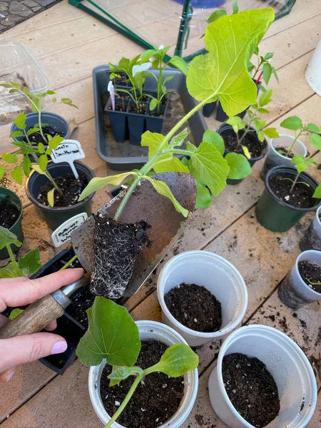 Transplanting Vegetable Seedlings — Photo
