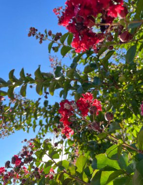 Closeup of a few vibrant pink red blossoms  in the green foliage of a Crepe Myrtle tree with late day sunlight beaming through from a low angle against a clear blue sky.