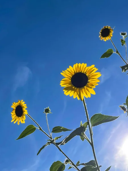 Collection Bright Yellow Petaled Sunflowers Loom Overhead Backlit Low Afternoon — Stockfoto