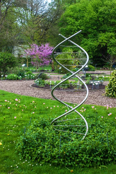 Model of DNA — Stock Photo, Image