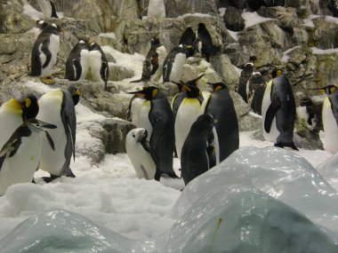 loro parque de pinguins
