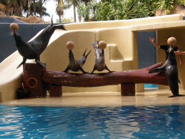 loro parque deniz aslanları gösterme