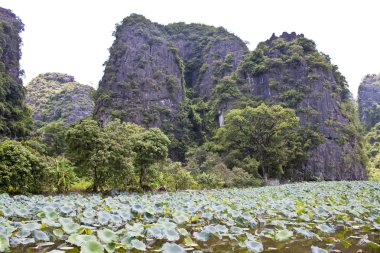 Vietnam kireçtaşı peyzaj