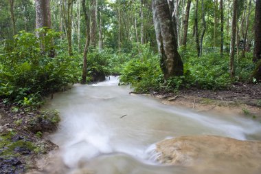 tat kuang sı şelalenin yakınındaki ormanda bahar
