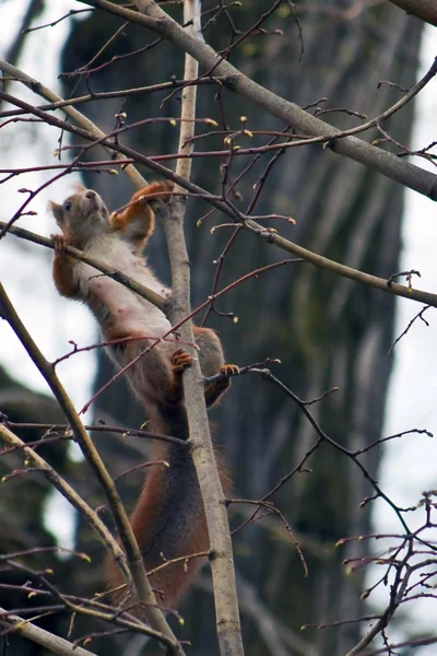 Squirrel — Stock Photo, Image