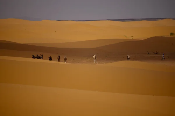 Camellos en dunas de arena — Foto de Stock