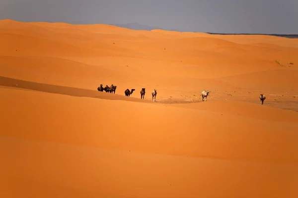 Camellos en dunas de arena — Foto de Stock
