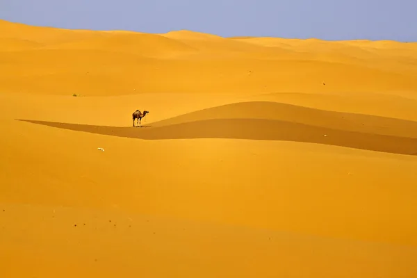 Cammello in dune di sabbia — Foto Stock