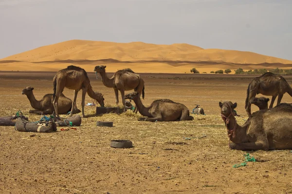 Cammelli nel deserto — Foto Stock