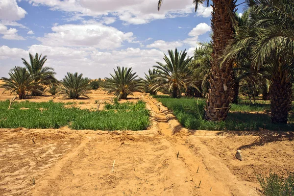 Felder in der Wüste — Stockfoto