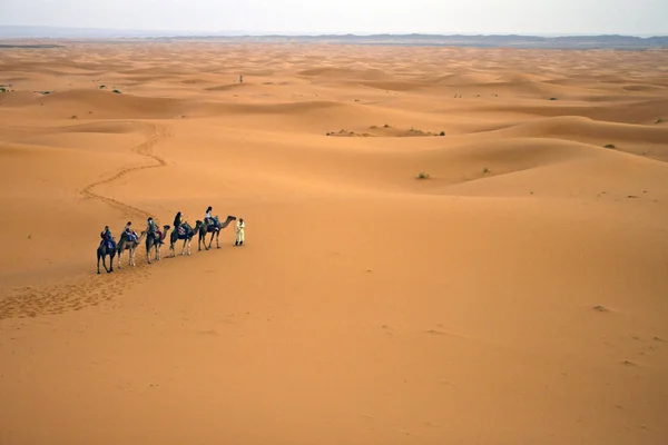 Караван верблюдов — стоковое фото
