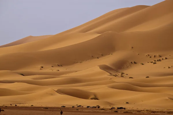 Dune di sabbia a Erg Chebbi — Foto Stock