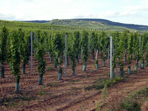 Vineyards in the Alsace region — Stock Photo, Image