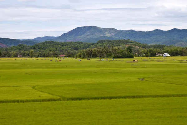 Countryside in Southern Vietnam — Stock Photo, Image