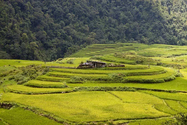 Paddy fields — Stock Photo, Image