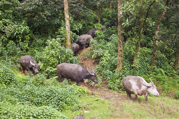 Herd of water buffaloes — Stock Photo, Image