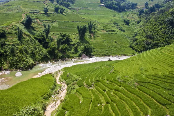 Paddy fields — Stock Photo, Image