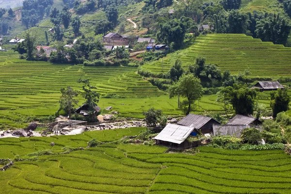 Paddy fields and village houses — Stock Photo, Image