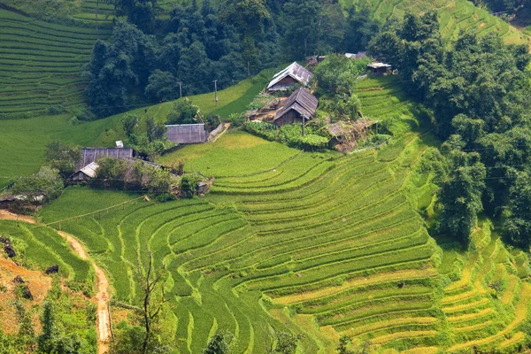 Dorp en rijstvelden — Stockfoto