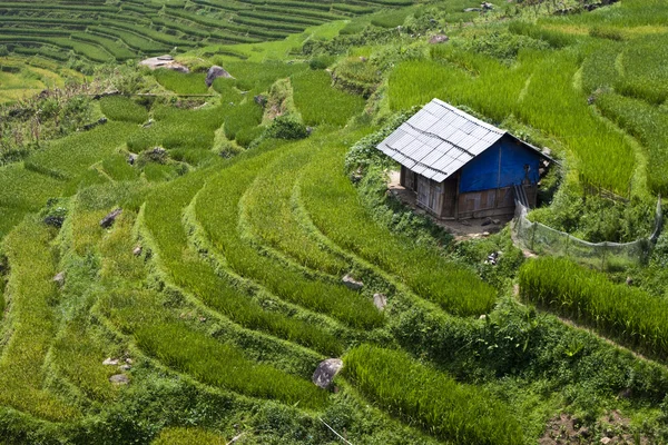 Hut en rijstvelden — Stockfoto