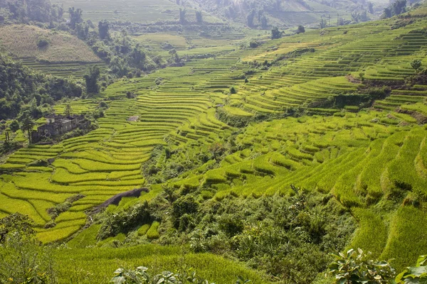 Paddy fields — Stock Photo, Image