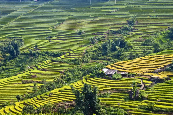 Paddy fields — Stock Photo, Image