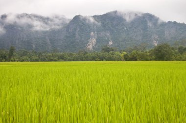 kırsal Merkezi Laos