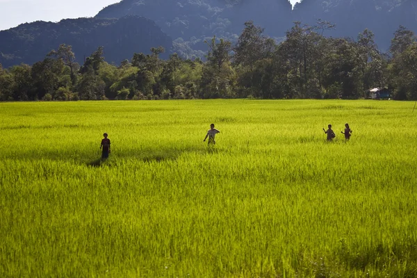 Paysans sur une rizière — Photo