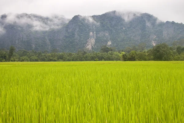 Land i det sentrale Laos – stockfoto