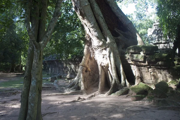 Ruins of ancient Angkor temple Ta Phrom — Stock Photo, Image