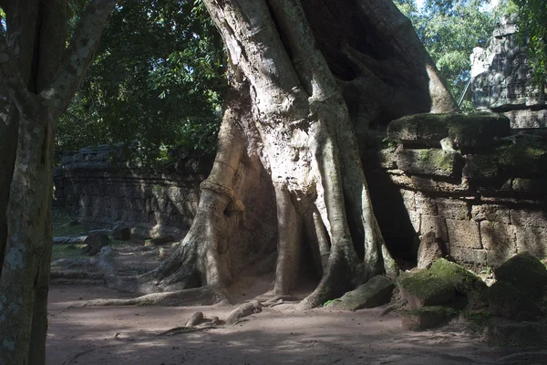 Ruínas do antigo templo Angkor Ta Phrom — Fotografia de Stock