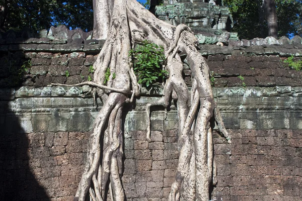 Ruines de l'ancien temple Angkor Ta Phrom — Photo